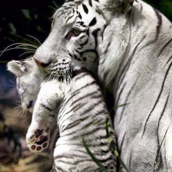 white_tiger_2