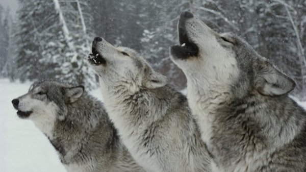 wolves