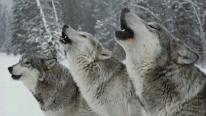 wolves_300