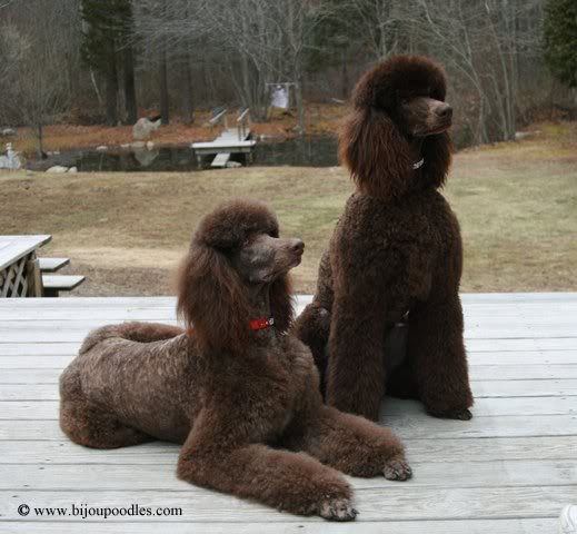 pretty posing poodles links