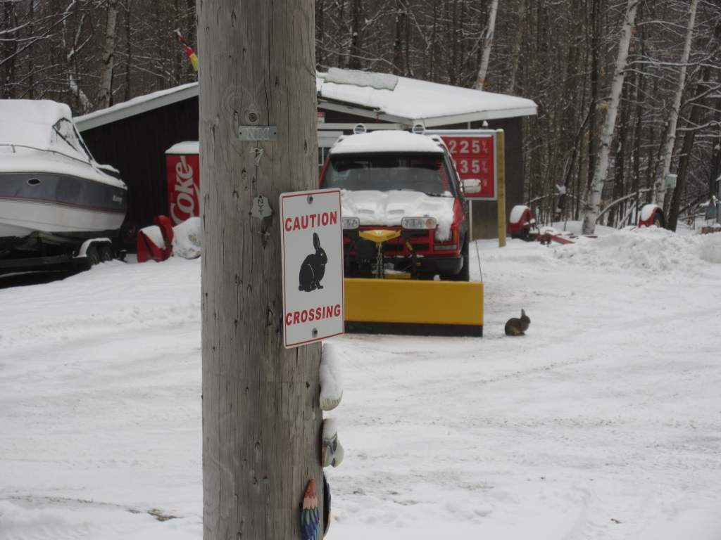 rabbit-crossing