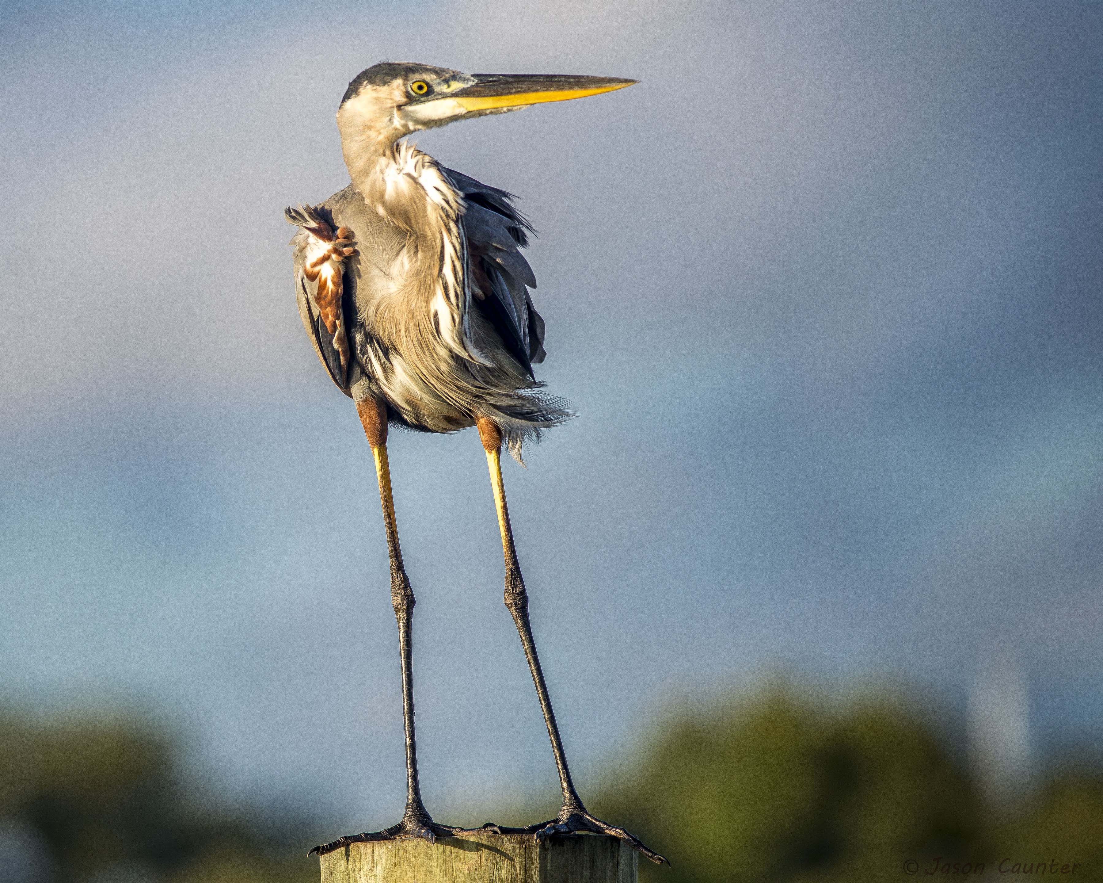 vinoy_heron1