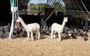 alpaca_300