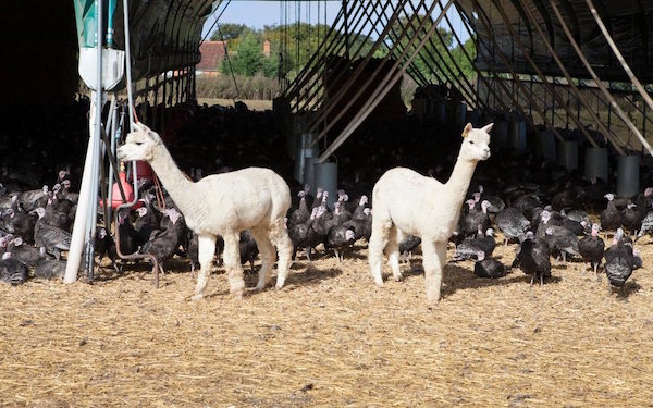 alpacas