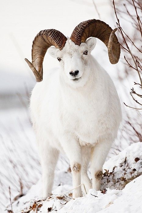 bighorn_sheep
