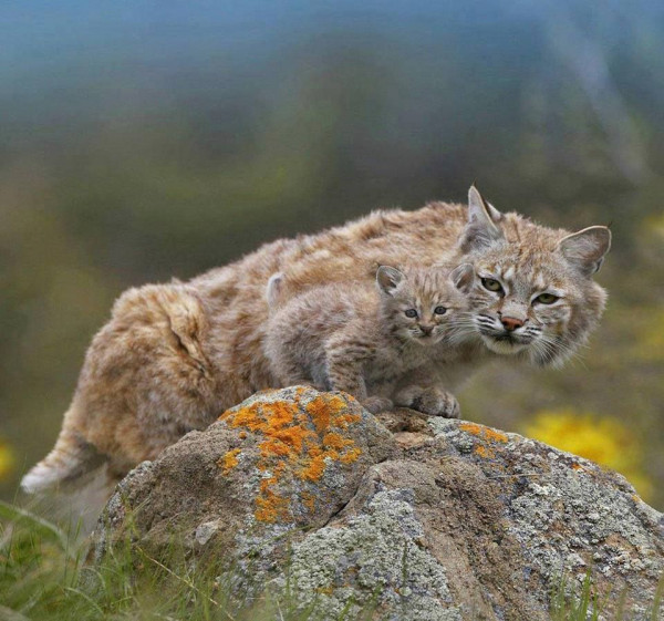 bobcat