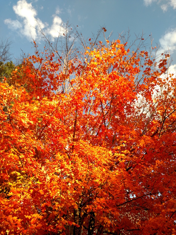 fall_colors