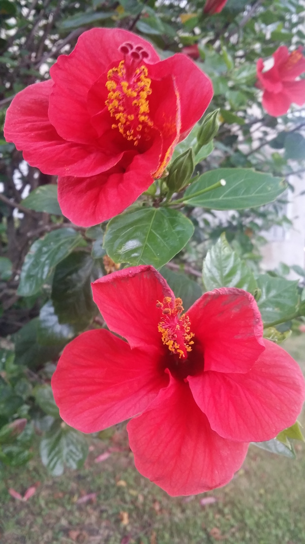 hibiscus