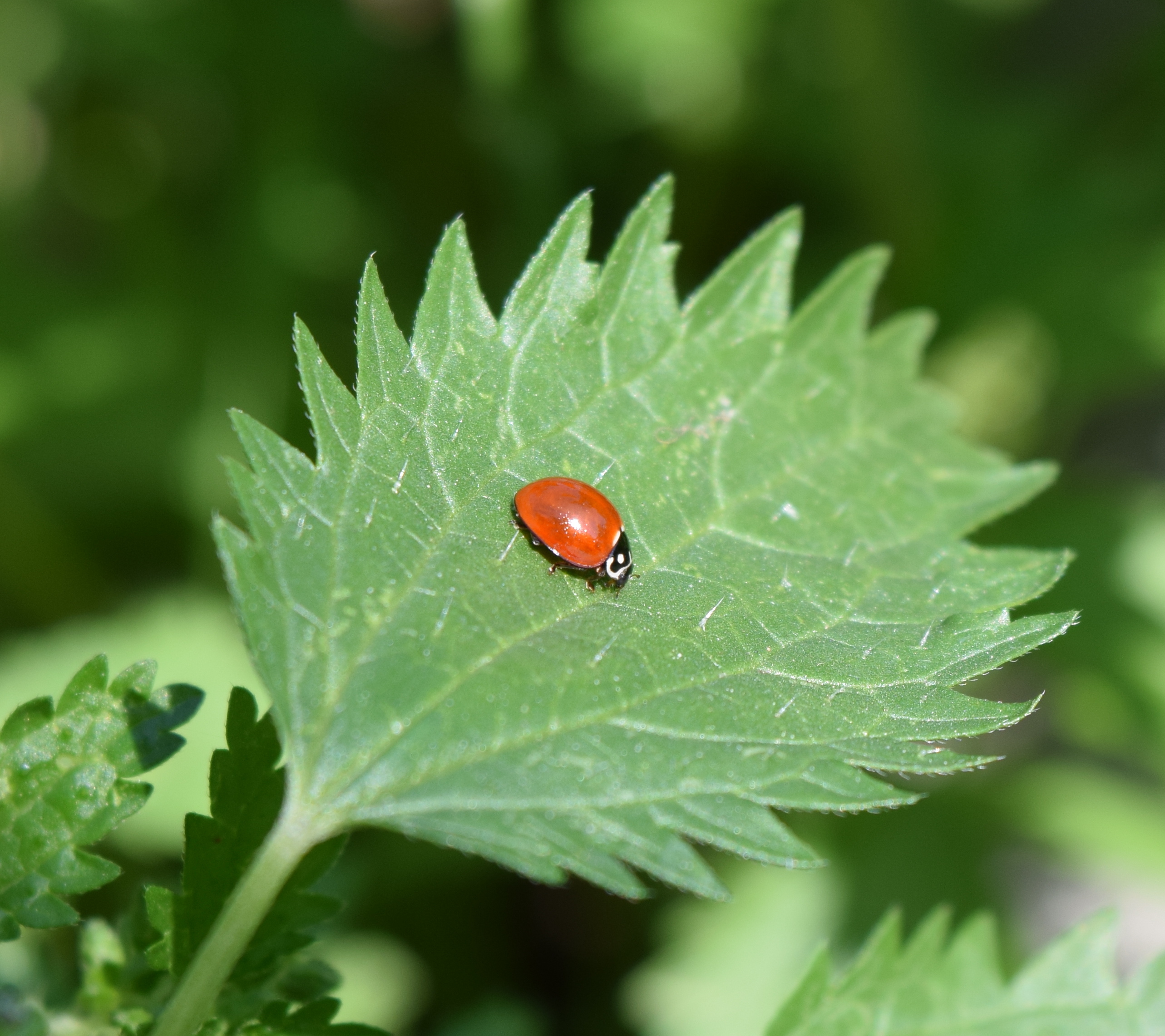 ladybug-links