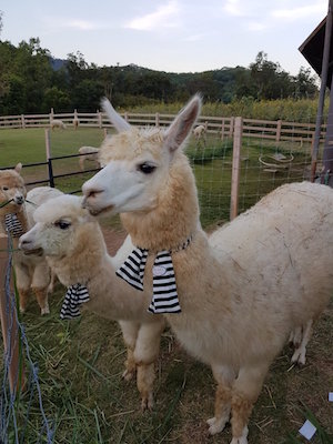 llamas_300