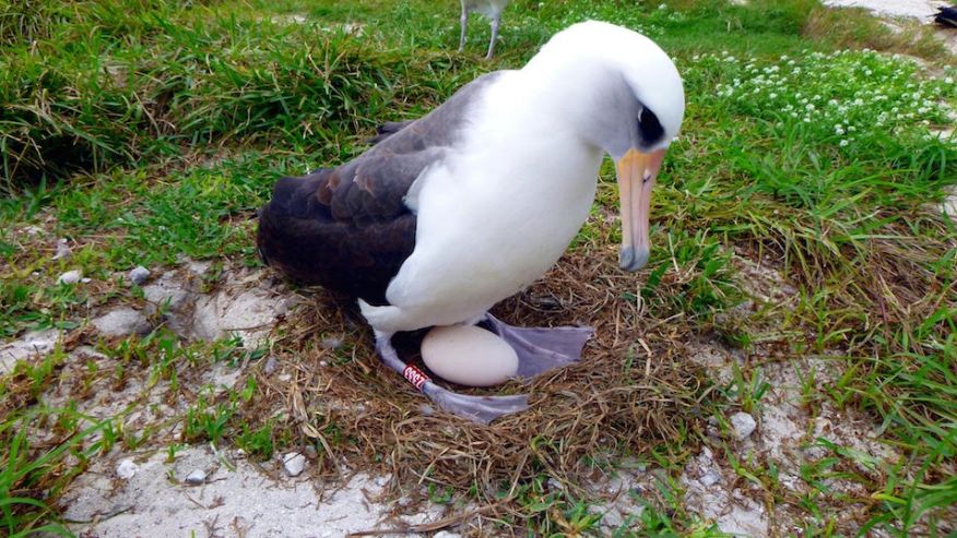 oldest-breedig-bird-links