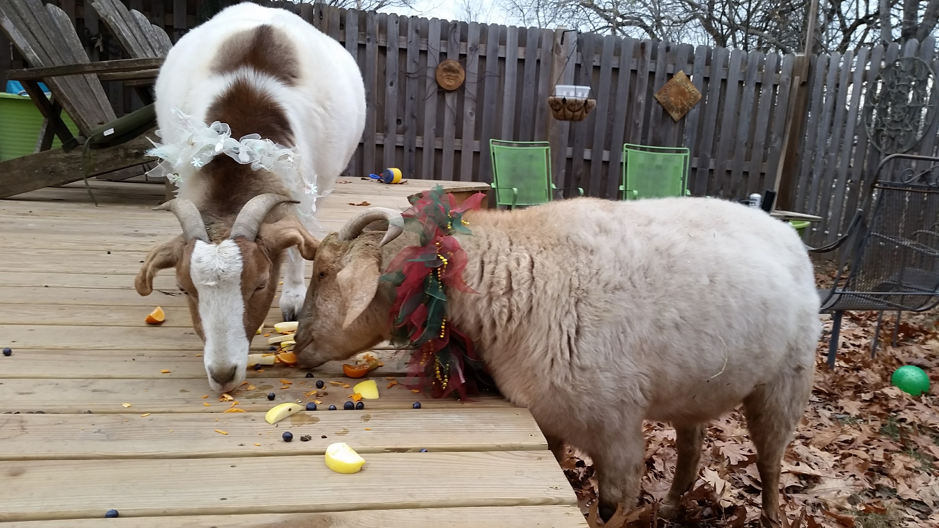 Karrin's pet goats links