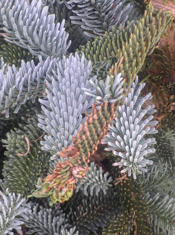 pine_cones