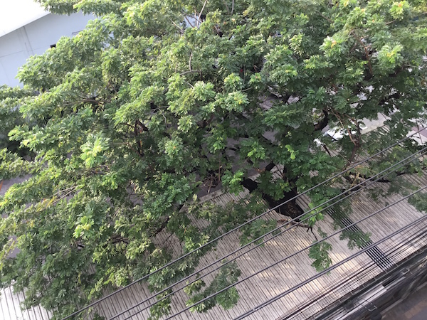 tree_and_roof