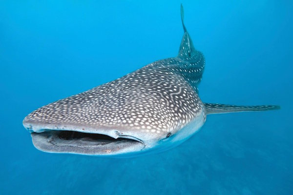 whale_shark