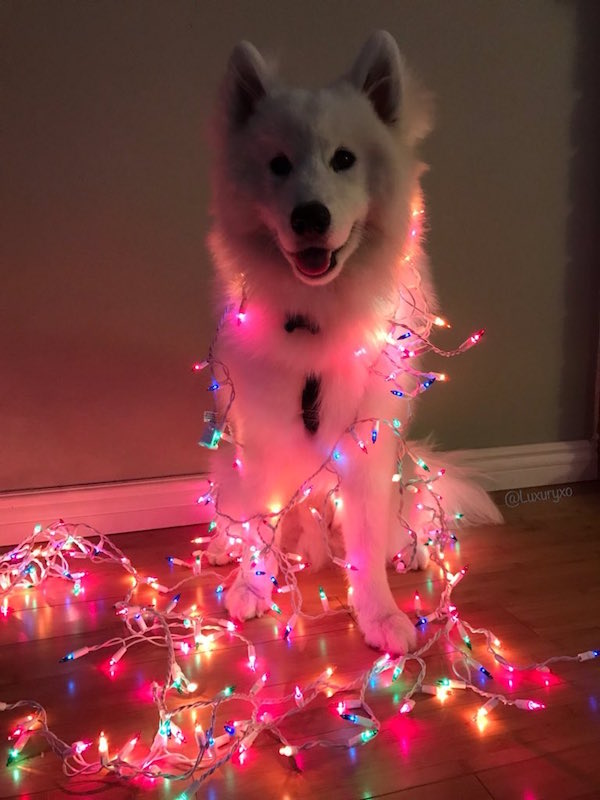 xmas_dog