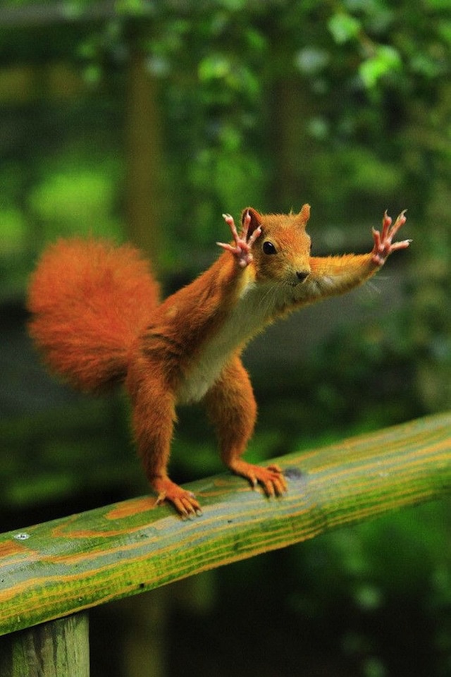 cheerleading squirrel links