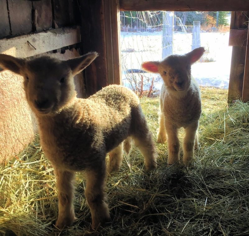 cute lambs links