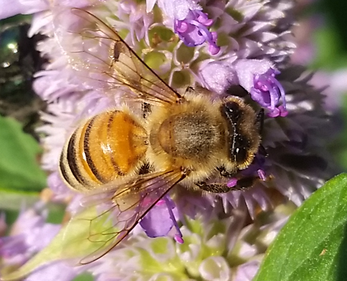 honeybee links