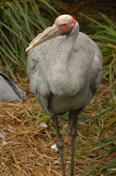 brolga_bird_nature