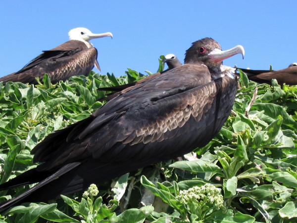 frigate_bird_birds_hawaii