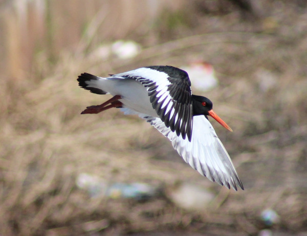 haematopus_ostralegus_bird_flight