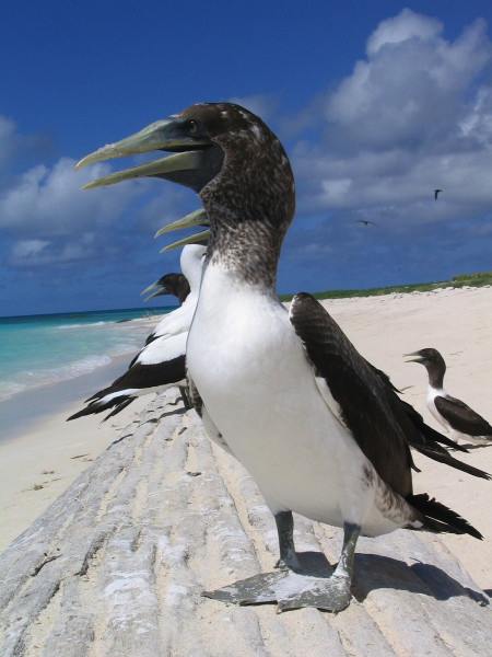 masked_booby_birds_hawaii