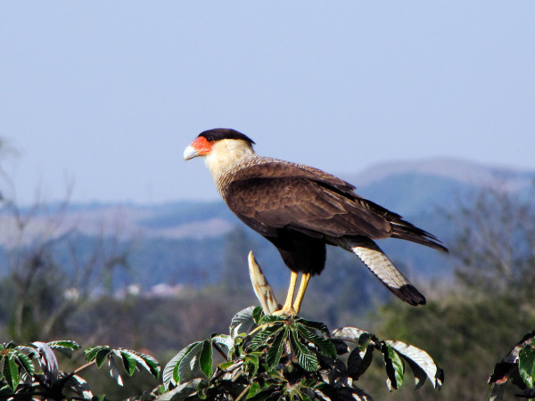 crested_caracara_194618