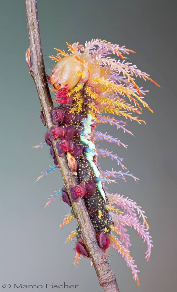 caterpillar links