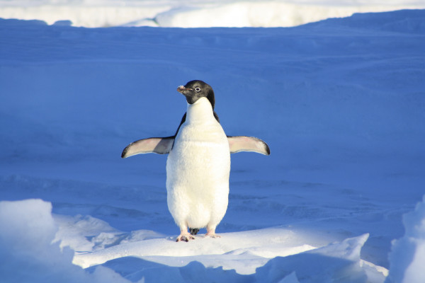 penguin_funny_blue