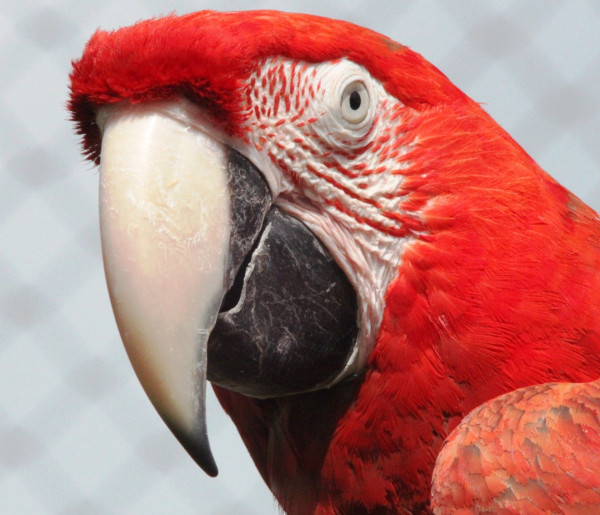 red_macaw_parrot