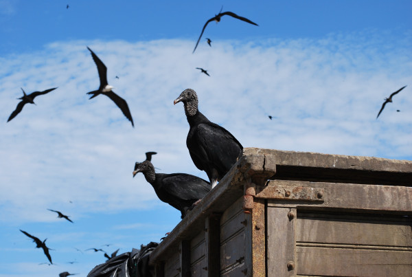 ecuador_black_vulture_birds