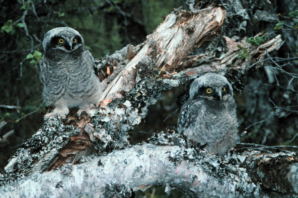 northern_hawk_owl_owls_bird