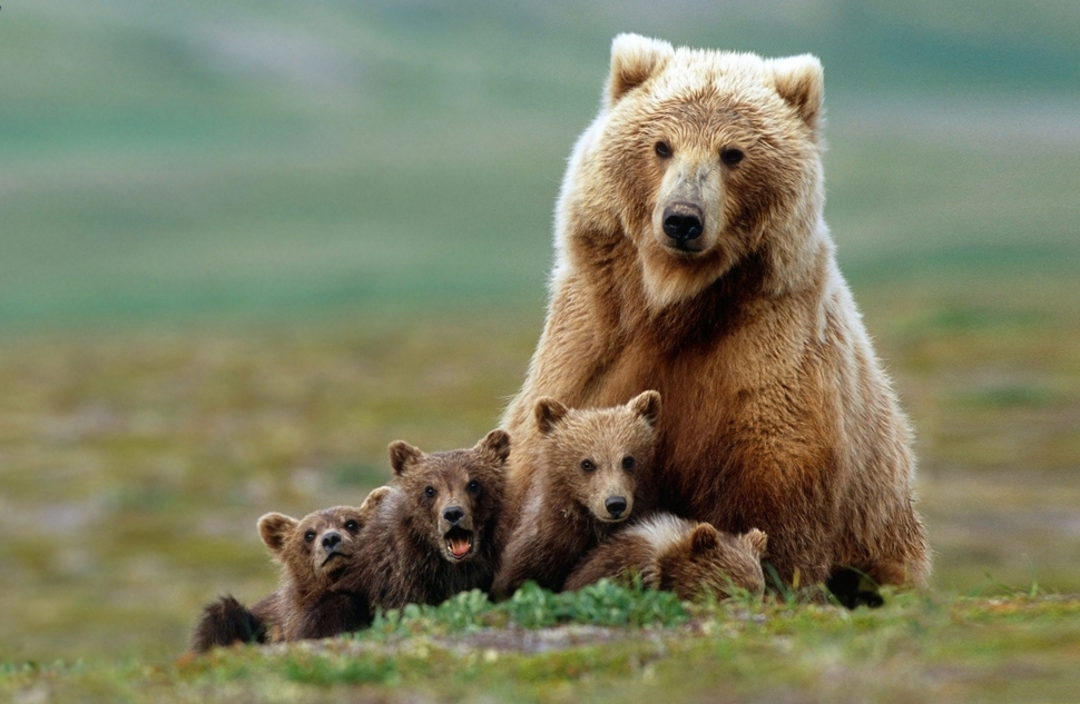 bear and cubs links