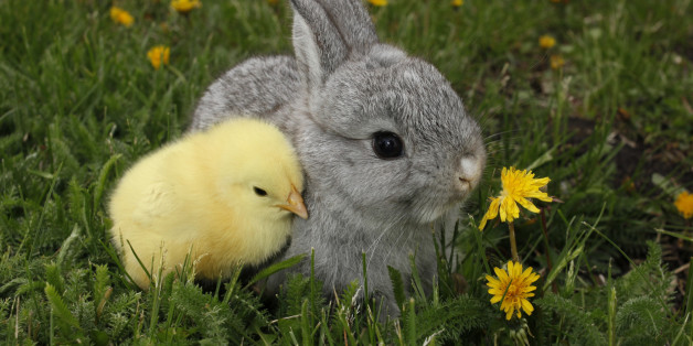 Gray rabbit bunny baby and yellow chick links