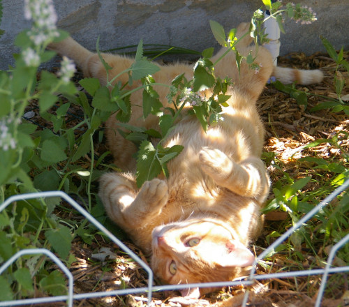 Arnold in Catnip