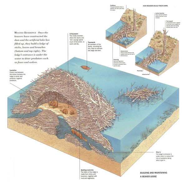 Beavers, the Landscape, Carbon, Methane, and Climate Change | naked
