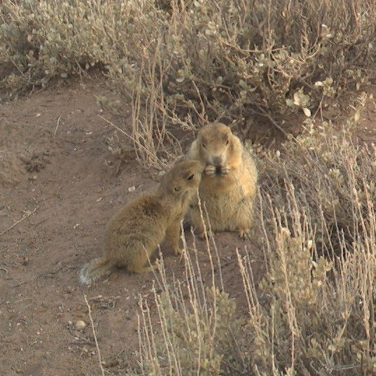 are prairie dogs invasive