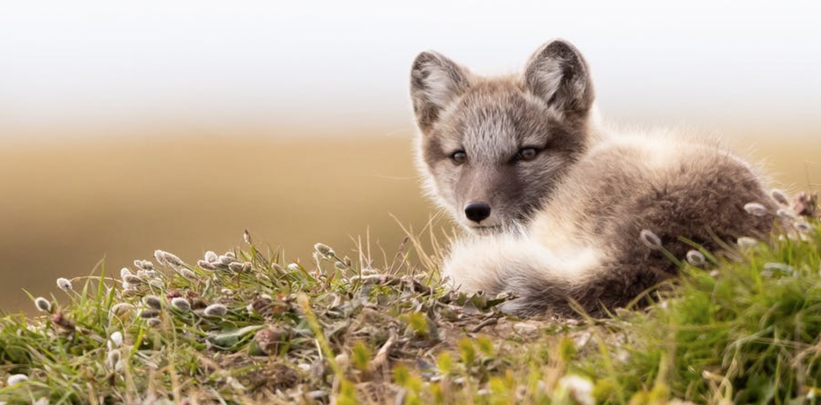 Arctic Greening Gained’t Save the Local weather – Right here’s Why
