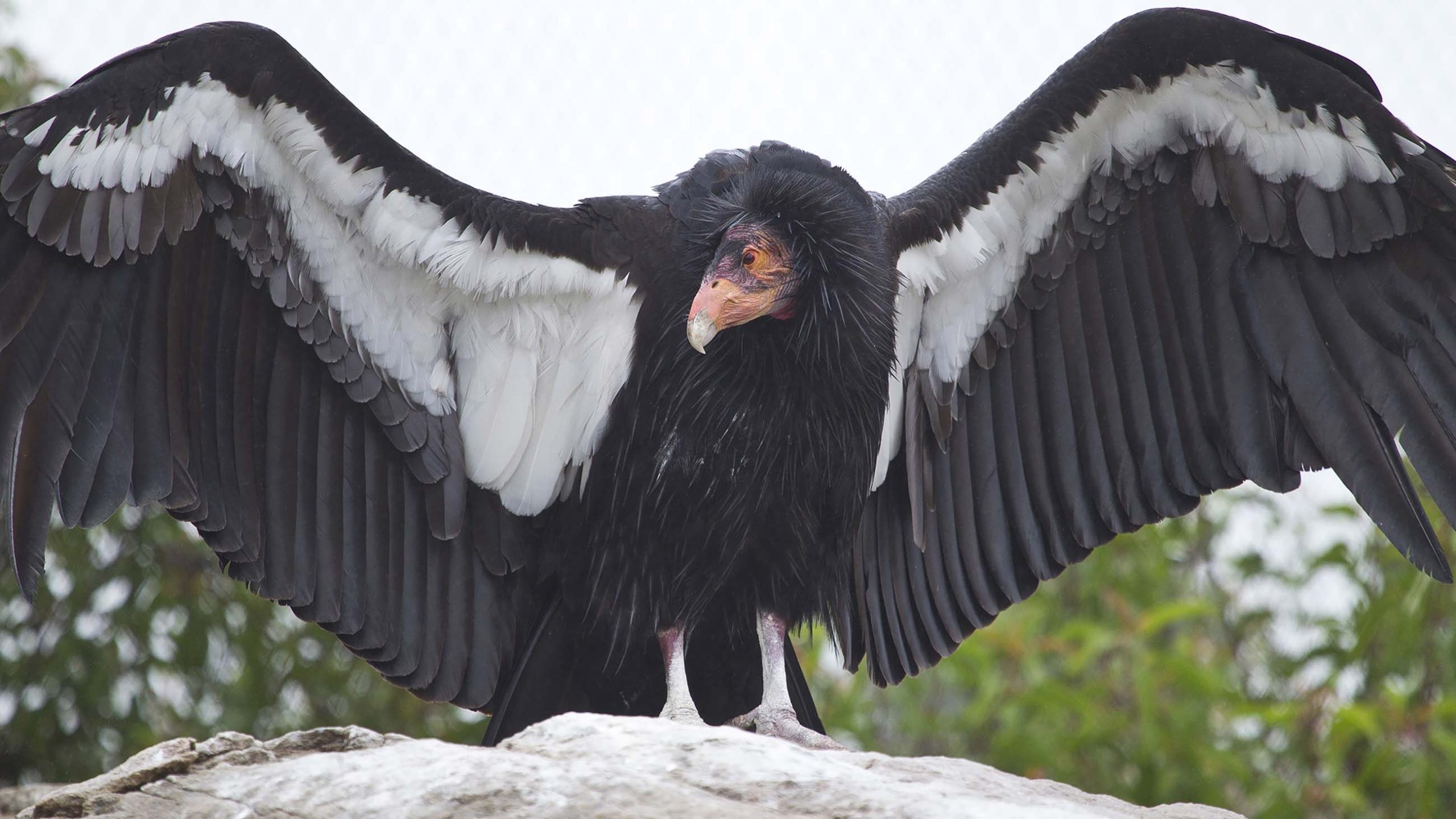 How the Yurok Tribe Is Bringing Back the California Condor 2