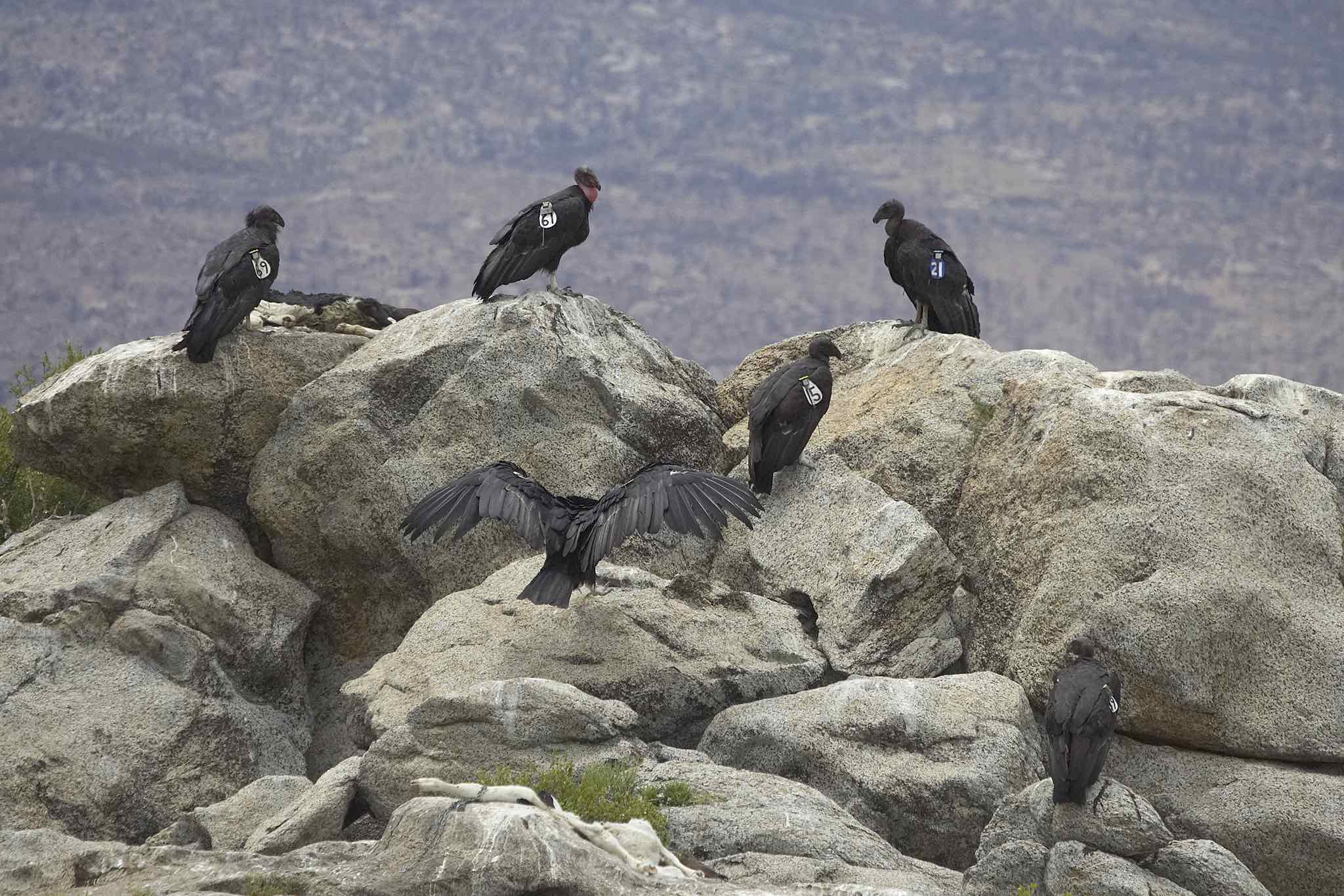 How the Yurok Tribe Is Bringing Back the California Condor 4