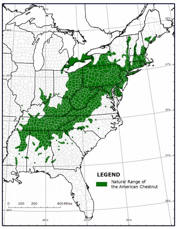 The Coming Revival of the American Chestnut (but through Genetic Engineering?) 3