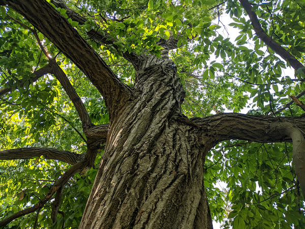 The Coming Revival of the American Chestnut (but through Genetic Engineering?) 2