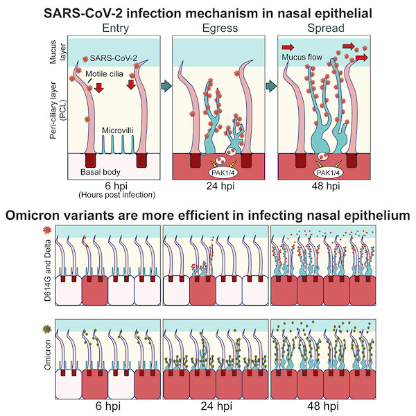 The Latest Anti-Covid Nasal Spray Vaccine Science 2