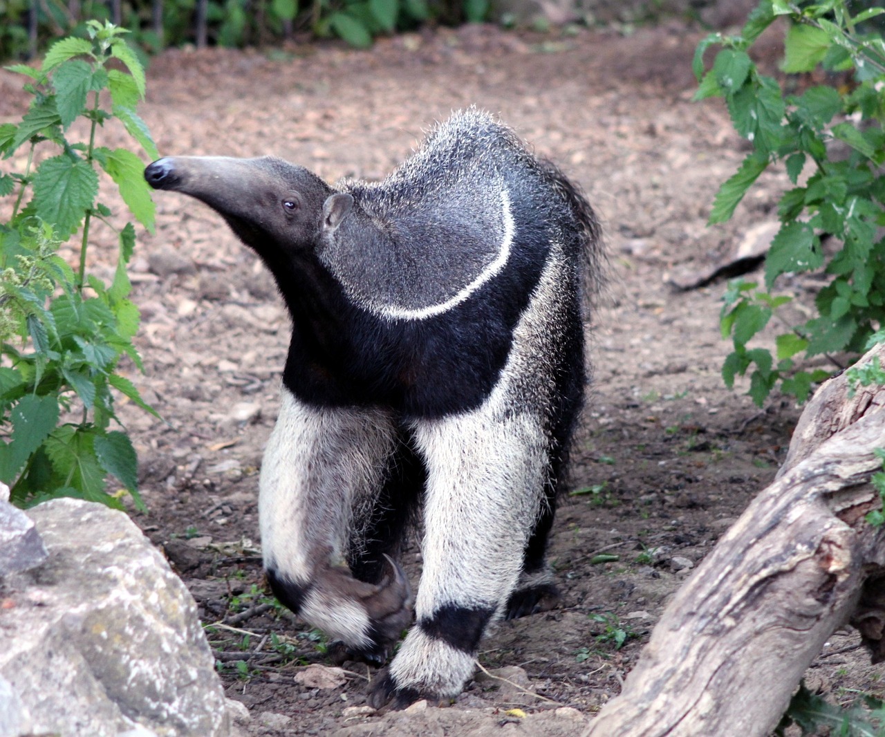 Giant Anteater, Adopt Me! Wiki