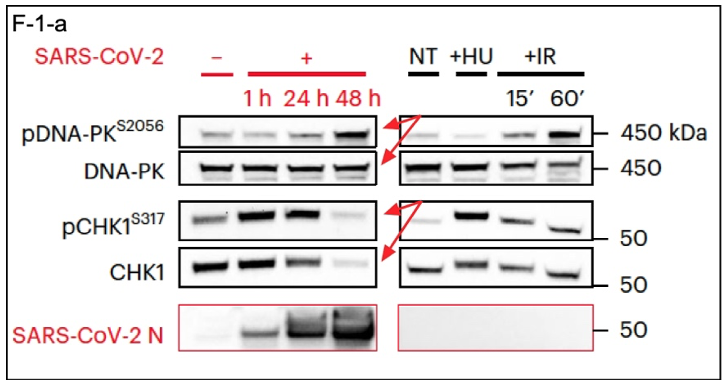 Yves here. KLG unpacks a recent overview paper on SARS-CoV-2 mechanisms. Although this discussion is, of necessity, somewhat technical, Covid isn̵