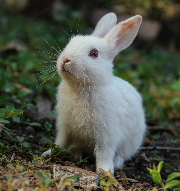 Links 10/30/2025 | naked capitalism