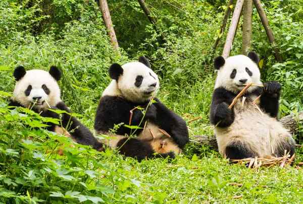 Links 1/4/2026 | naked capitalism