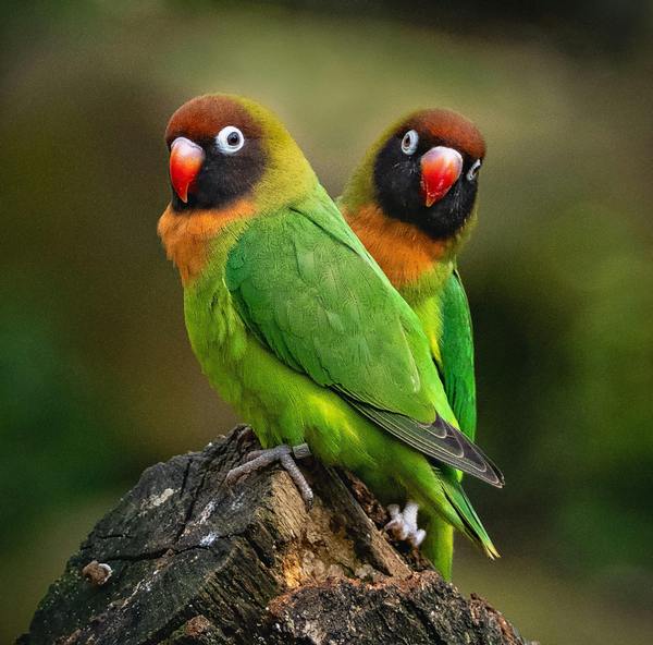 Links 1/11/2026 | naked capitalism Links 1/11/2026 | naked capitalism